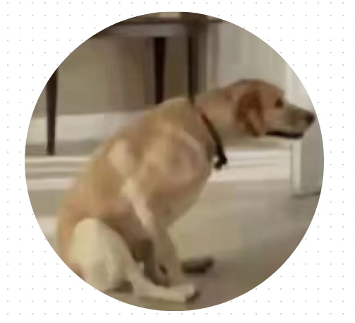 狗狗屁股红肿用什么药?