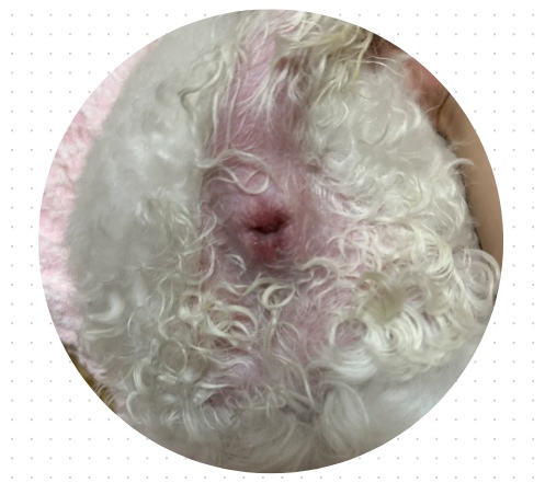 狗狗屁股红肿怎么办?