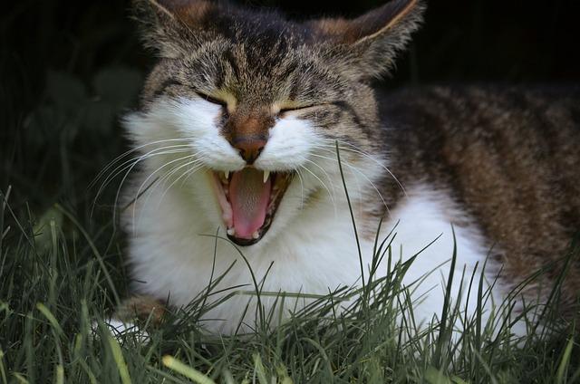 如何判断猫咪是吐毛球还是吐了