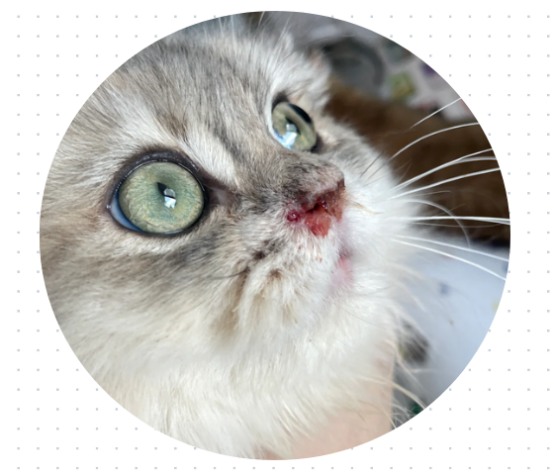 猫鼻支流鼻涕鼻子不通气