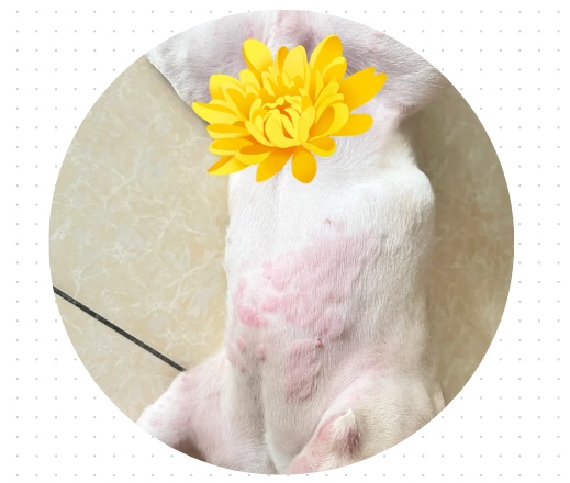 狗狗屁股红肿涂什么药?