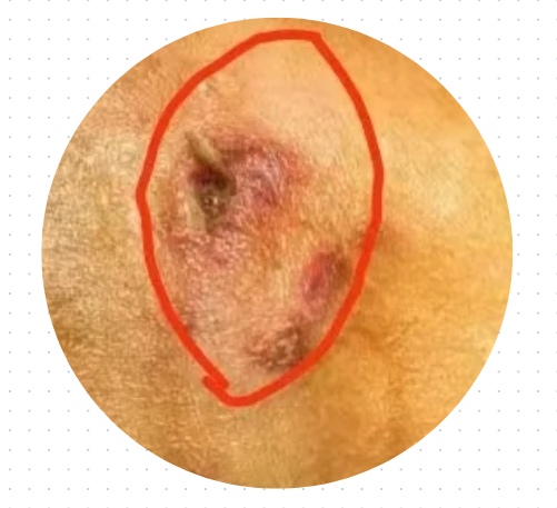 狗狗屁股红肿怎么处理?