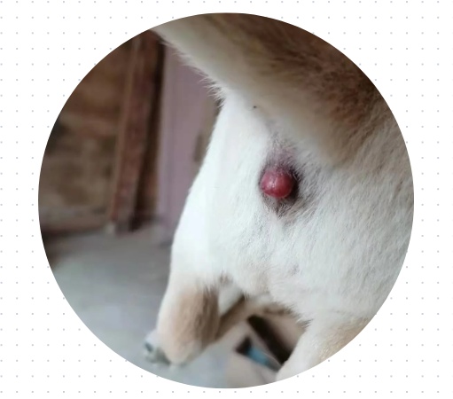狗狗屁股红肿