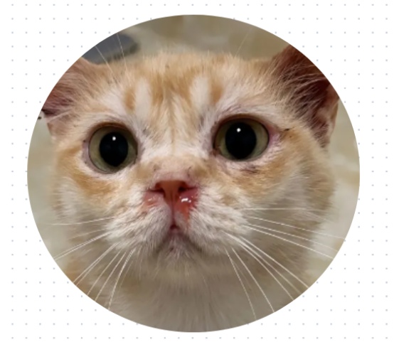 猫鼻支带血怎么办？