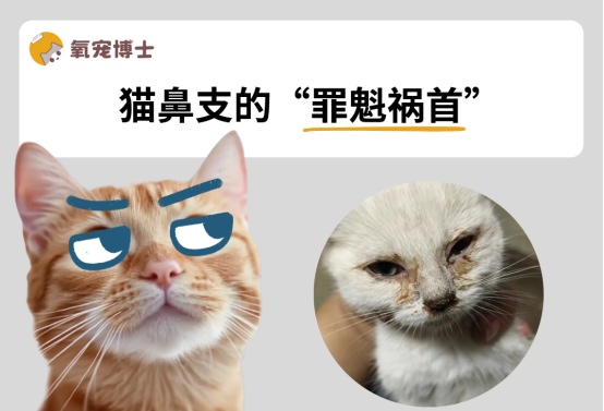 猫鼻支什么原因引起的