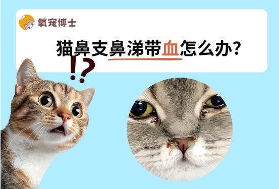 猫鼻支鼻涕带血怎么办？