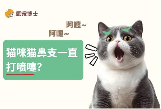 猫咪猫鼻支一直打喷嚏怎么办?