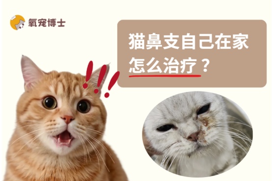 猫鼻支自己在家怎么治疗?