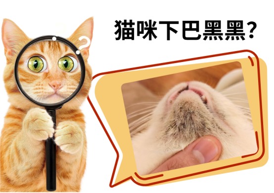 猫咪下巴黑黑的是怎么回事?