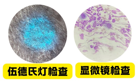 碘伏治猫癣有用吗