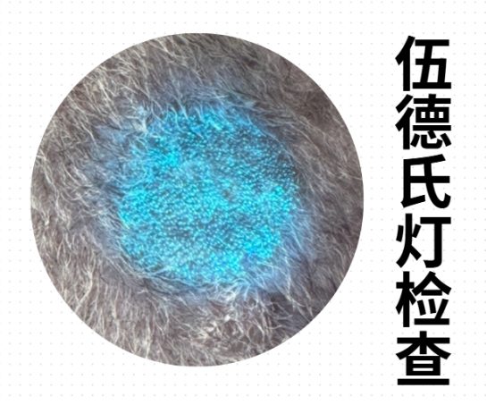 狗身上长癣用什么药?