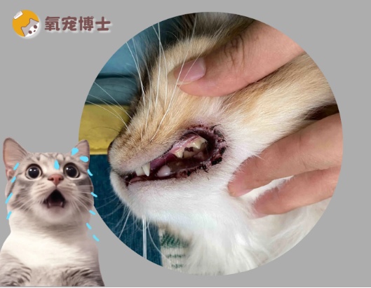 猫嘴边有黑色结痂怎么办?