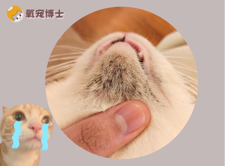 猫咪下巴有黑渣子怎么清除?