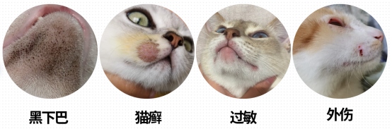 猫嘴边有黑色结痂怎么回事?