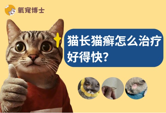猫长猫癣怎么治疗好得快？
