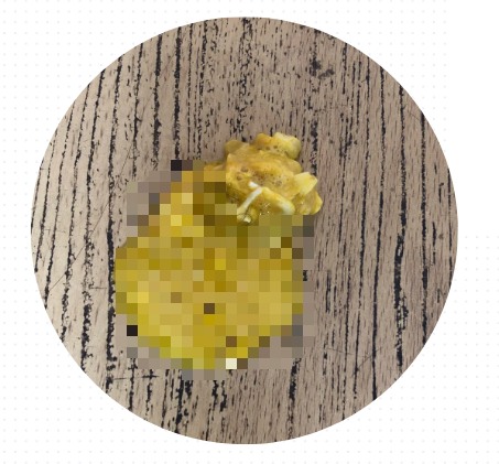 泰迪狗狗吐黄水带泡沫怎么回事?