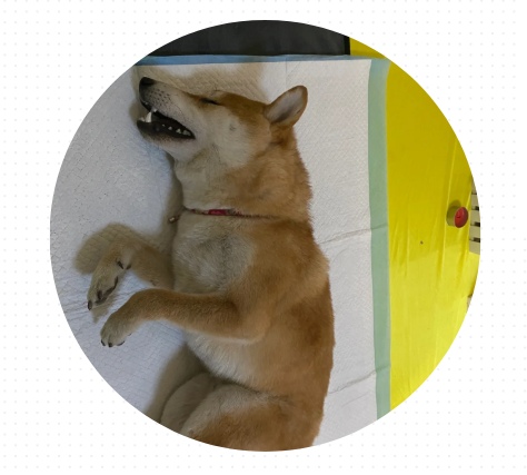 狗狗吐黄水带泡沫怎么办?