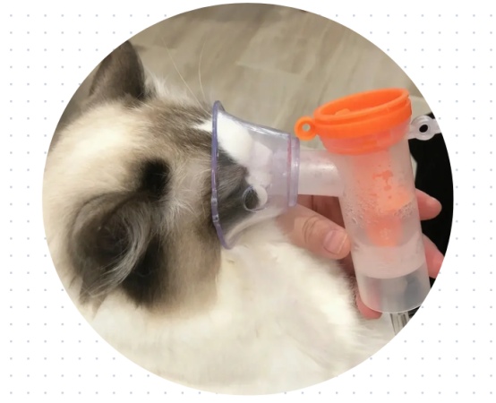 猫鼻支流黄鼻涕怎么办?