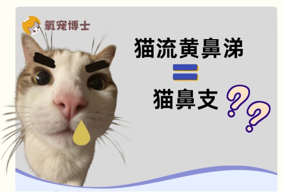 猫咪流黄鼻涕一定是猫鼻支吗?