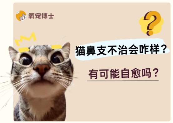 猫鼻支不治能自愈吗?