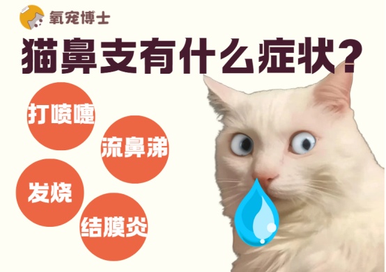 猫得了猫鼻支的症状