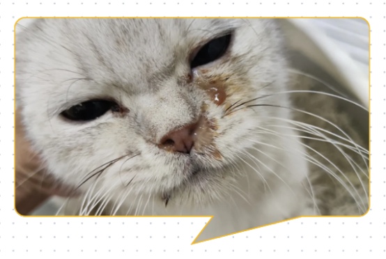 猫鼻支的症状有哪些?