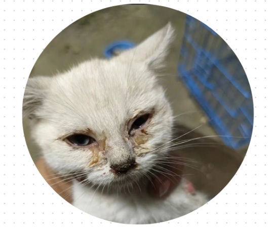 猫咪得了猫鼻支有什么症状?