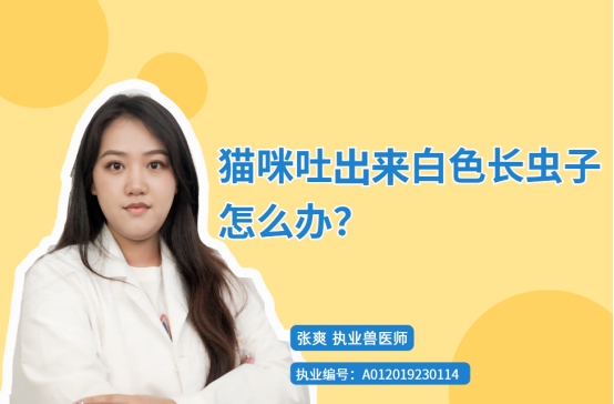 猫咪吐出来白色长虫子怎么办？