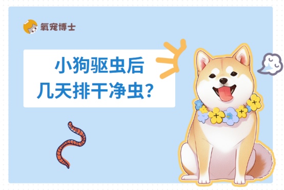小狗驱虫后多久能排干净虫体，常见寄生虫排出时间详解
