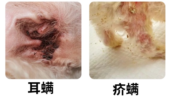 狗狗身体痒痒一直挠挠怎么办