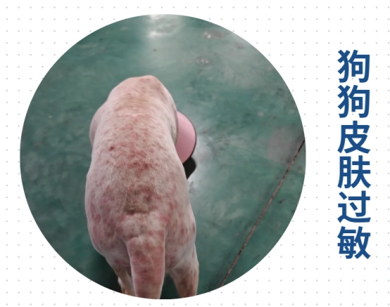 狗狗一直挠痒痒是怎么回事？