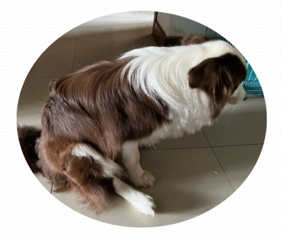 狗狗驱虫几天能排干净虫