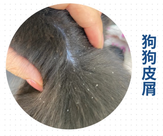 狗狗身上痒吃什么药？