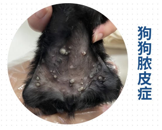 狗狗一直挠痒痒的原因