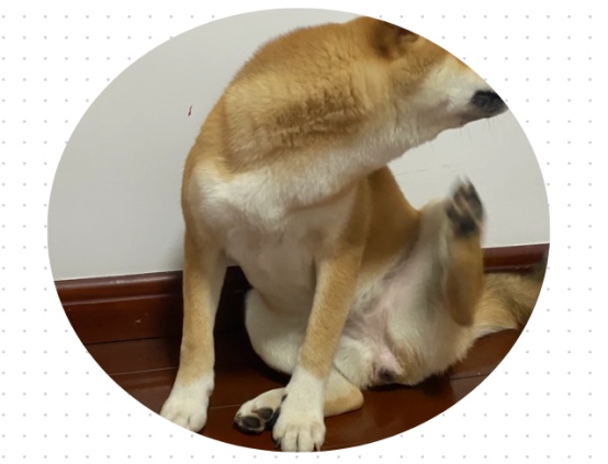 狗狗身上痒一直挠