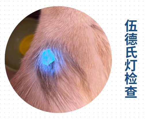 狗狗一直挠痒痒