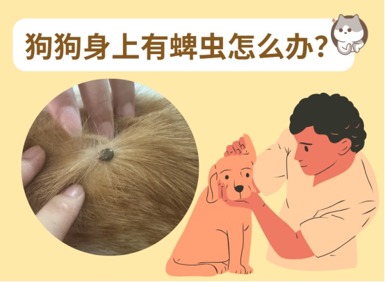 狗狗身上有蜱虫怎么办?