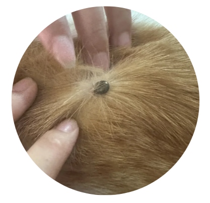 狗狗身上有蜱虫怎么去除?