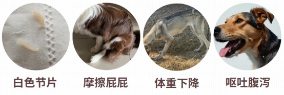 狗狗感染绦虫用什么药?