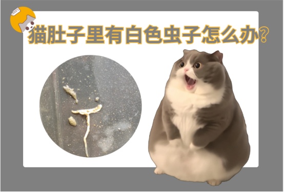 猫肚子里有白色虫子怎么办？