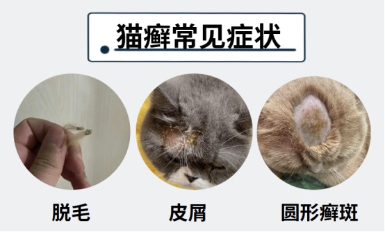 猫癣的症状