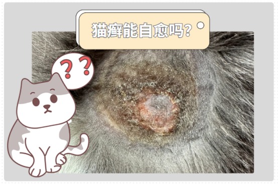 猫癣能自愈吗？