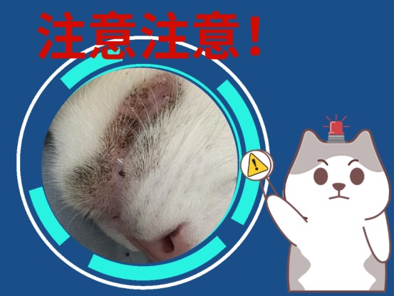 猫咪下巴有黑色的像是结痂一样
