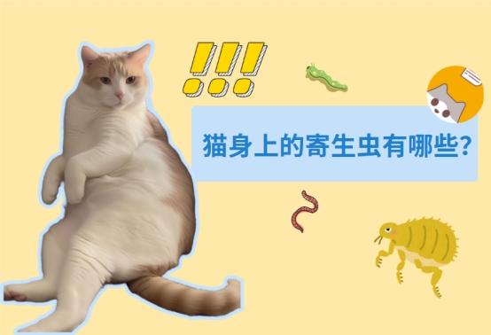 猫咪寄生虫有哪些?