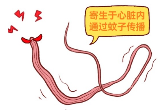 猫咪感染心丝虫的症状
