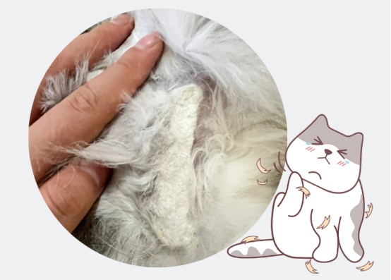 猫毛打结成块是什么原因?