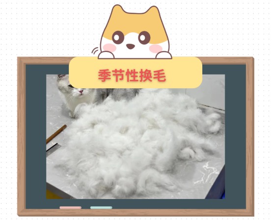 猫咪毛发打结怎么办?