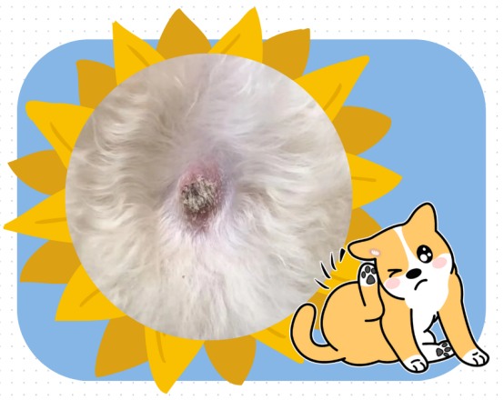 狗狗皮肤上有结痂一样的小疙瘩