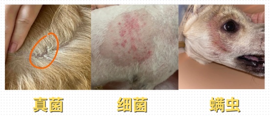 狗狗皮肤上有小疙瘩,