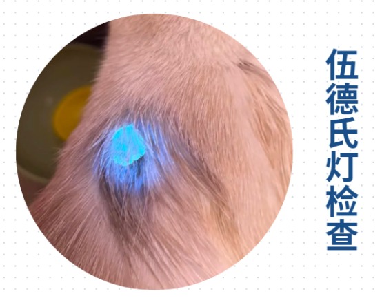 狗狗身上有疙瘩